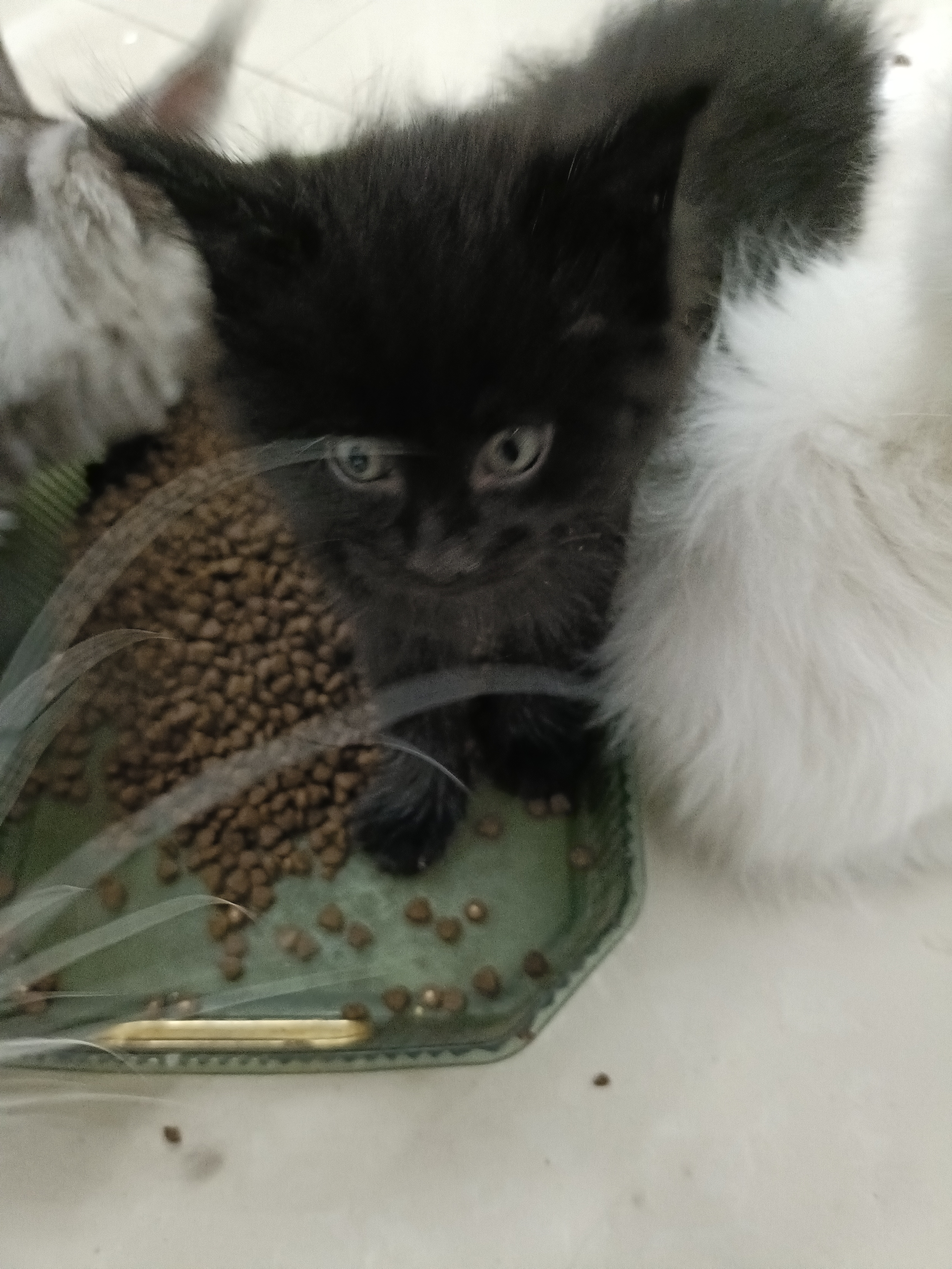 缅因猫